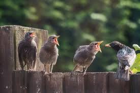 Cheshire Wildlife Trust